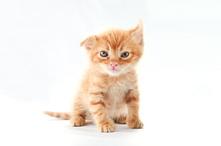 photo of orange tabby kitten against white background